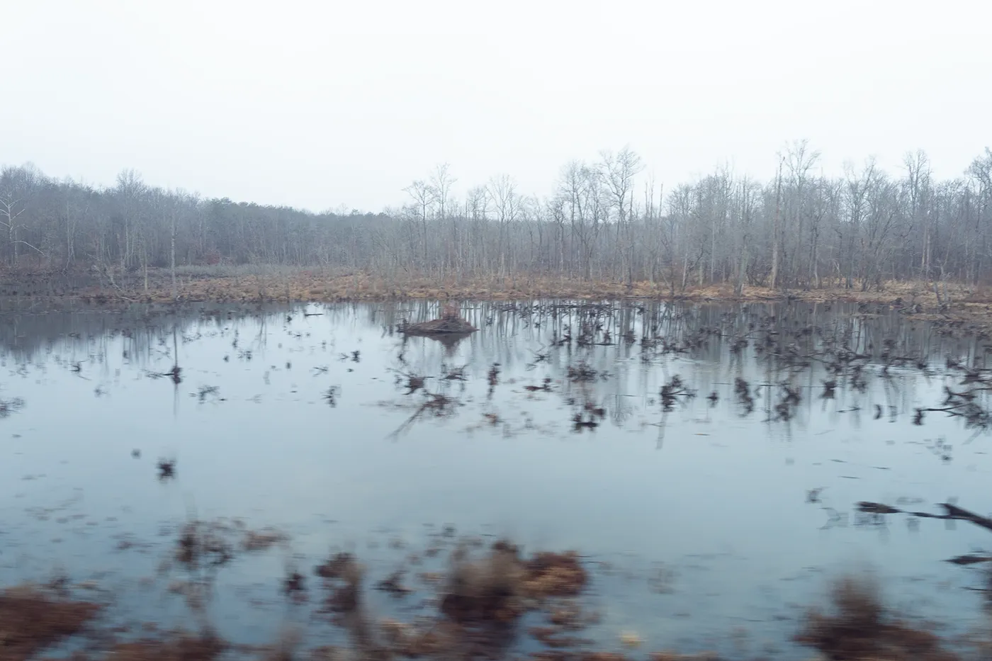 foggy marsh in winter